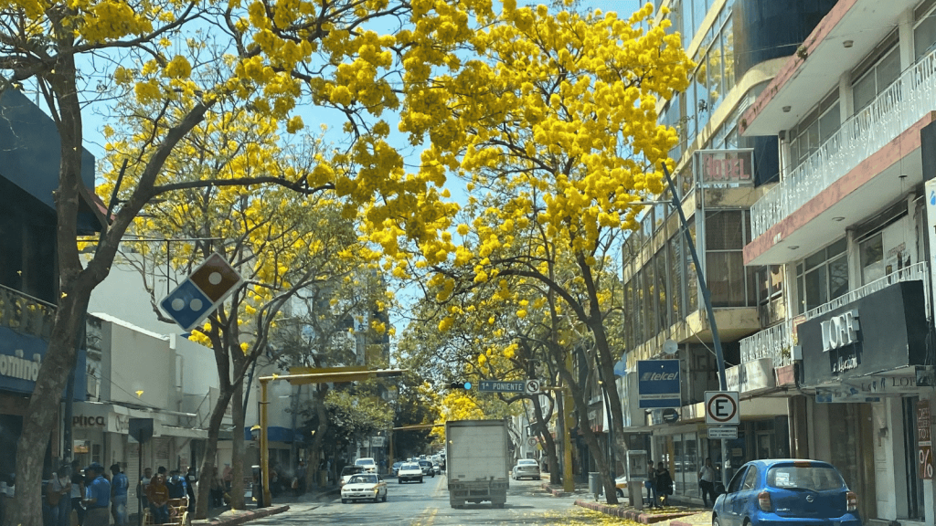 Tuxtla con sus arboles de primavera Marzo 2020